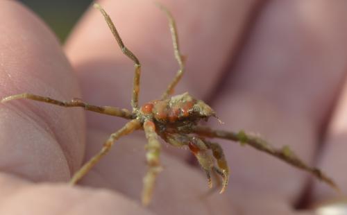 Réf. 239 956 : Inachus sp.